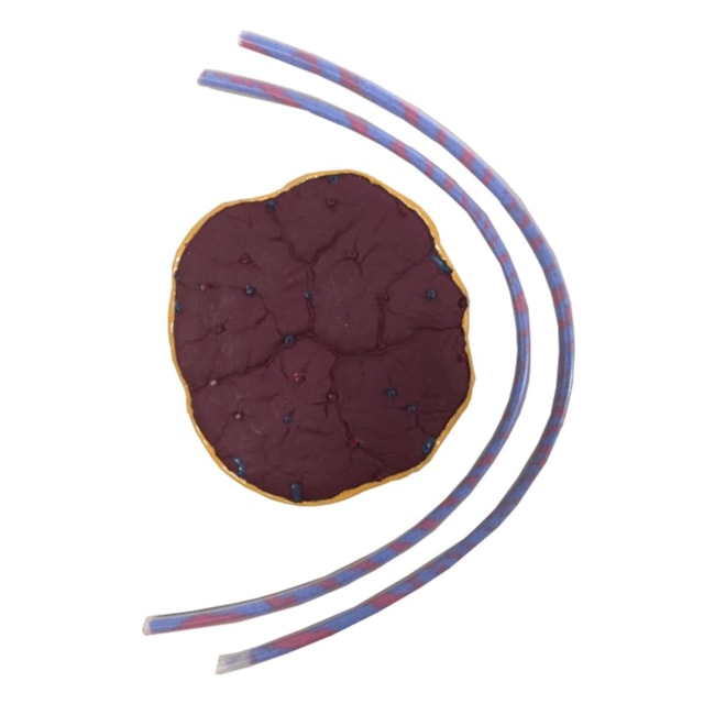 Simulador de Parto com Cervix Episiotomia e Feto com Placenta-54f11923-94db-4408-8598-e6da864a0b3f