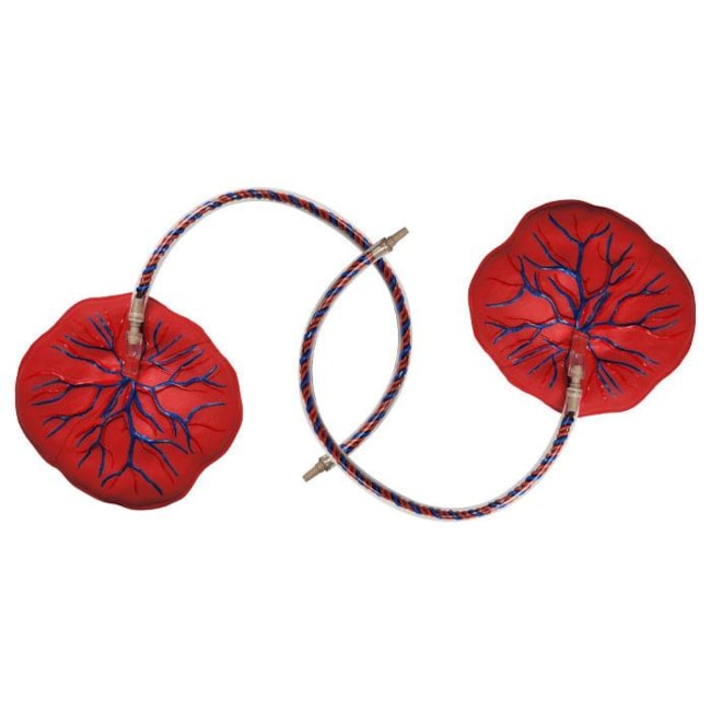 Simulador de Parto Gemelar com Placenta-b8f6a480-3fa8-4eba-89a5-e5cfa11e0844
