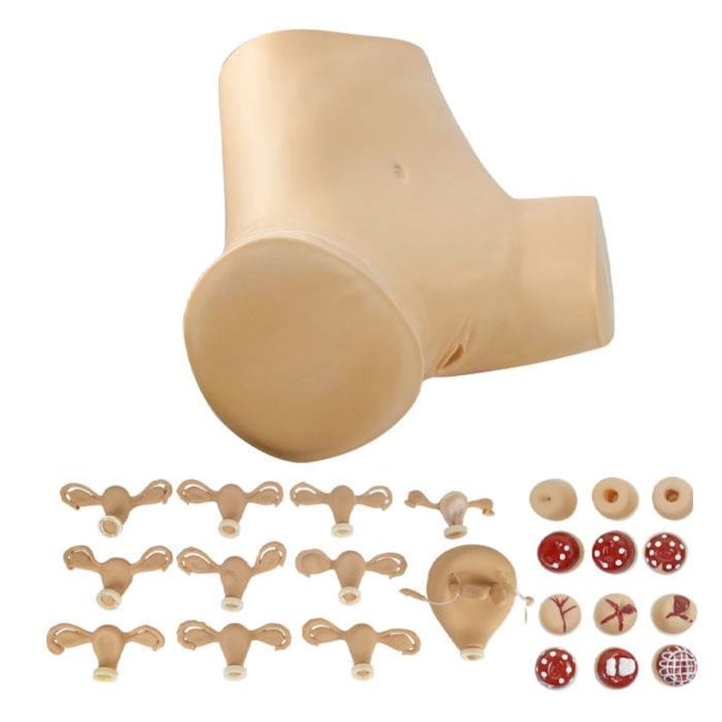 Simulador Ginecológico com Útero Saudável e Patológicos-210841c7-4f4c-406a-b507-116e3ffc5f8c