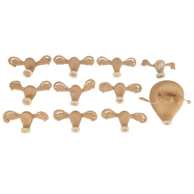 Simulador Ginecológico com Útero Saudável e Patológicos-2a7b7dc3-58e0-42c4-9129-baa8da17a25d