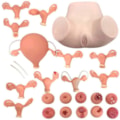 Simulador Ginecológico com Útero Saudável e Patológicos-03ce0717-048d-4319-bf20-de0dd6a173e7