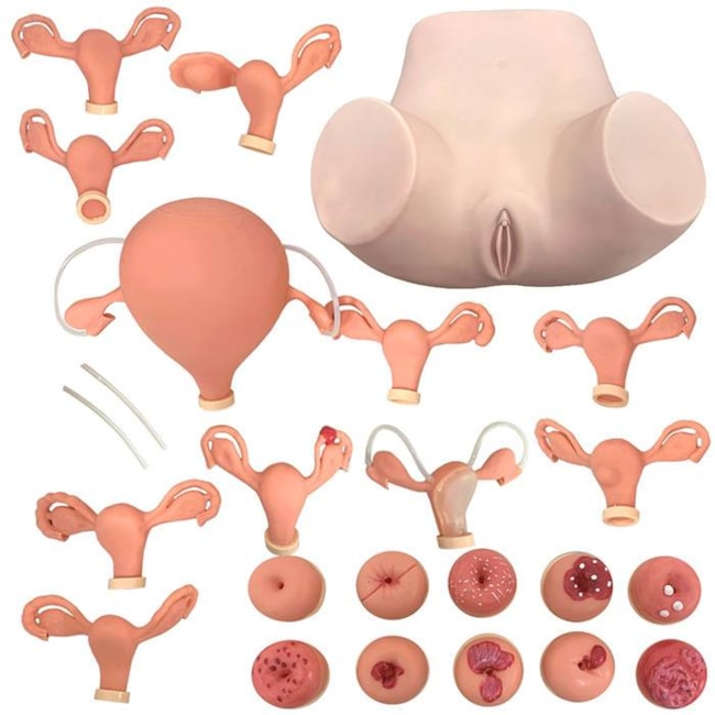 Simulador Ginecológico com Útero Saudável e Patológicos-a1f009ed-fae0-4c5a-a5b5-671eb9974418
