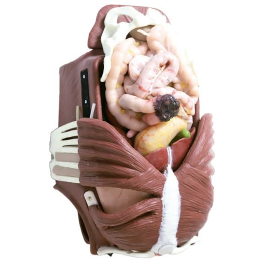 Simulador para Treinamento de Cirurgia Torácica e Abdominal