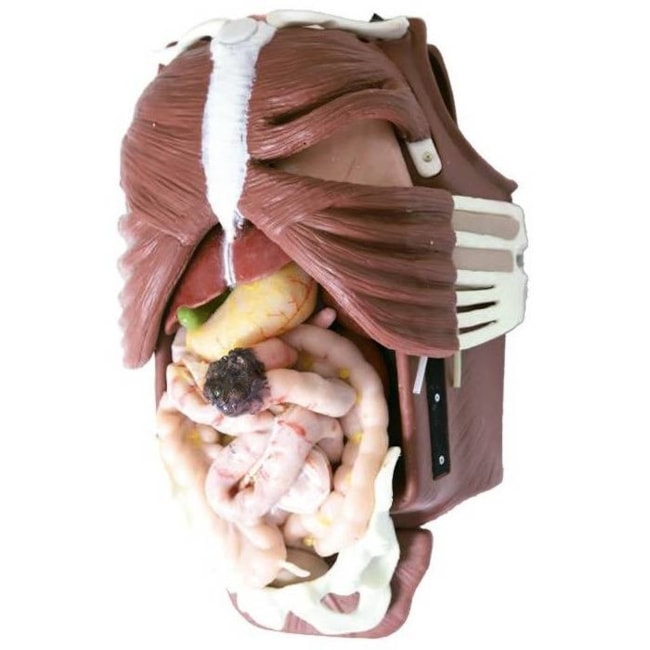 Simulador para Treinamento de Cirurgia Torácica e Abdominal-88e3ad18-9aff-4543-8304-b78939def40b