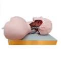 Simulador para Treino de Intubação Traqueal com Visualização das Vias Aéreas-793e3bbe-5c9a-4372-8d59-5ed33d49a8fa