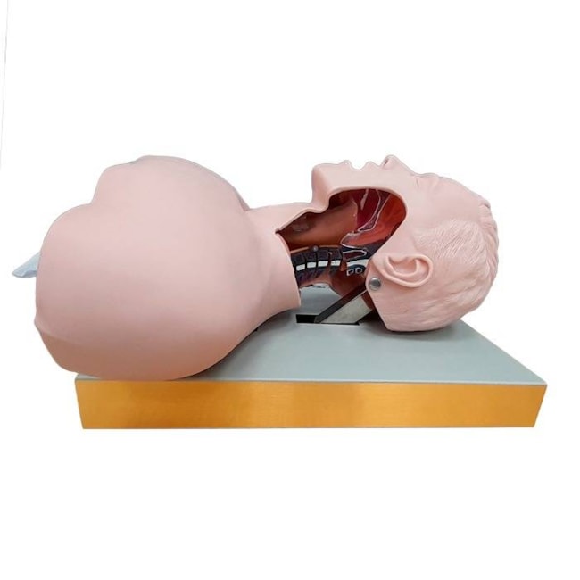Simulador para Treino de Intubação Traqueal com Visualização das Vias Aéreas-ea3d7d12-e6ac-4f41-8d13-076b1c7b364e