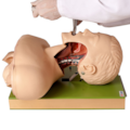 Simulador para Treino de Intubação Traqueal com Visualização das Vias Aéreas-e6b48730-141f-43c9-94b3-40752468c58f