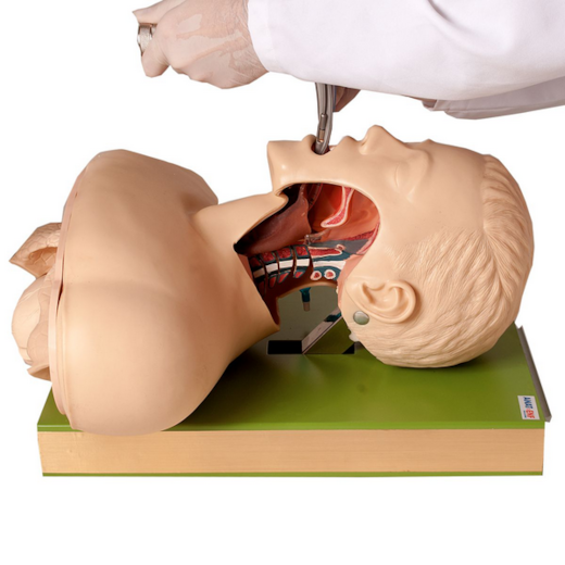 Simulador para Treino de Intubação Traqueal com Visualização das Vias Aéreas