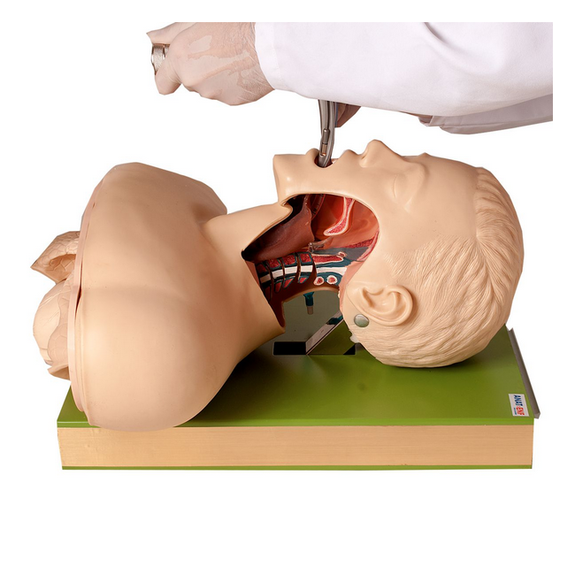 Simulador para Treino de Intubação Traqueal com Visualização das Vias Aéreas-8dd338af-e913-493b-8574-1312a2e47a59