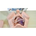 Simulador Parto Normal com Barriga Removível com Sistema de Manivela-0640a6e3-e434-4004-85cf-ddc36f6c79c6