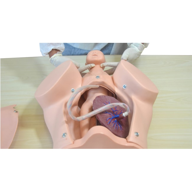 Simulador Parto Normal com Barriga Removível com Sistema de Manivela-227fd81d-f96c-4559-90ec-6a5eb4c159ac