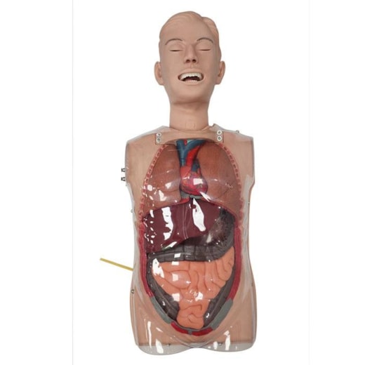 Simulador Torso Transparente para Treinamento de Sondagem Nasogástrica