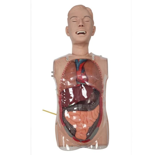Simulador Torso Transparente para Treinamento de Sondagem Nasogástrica-8ff7df9d-7146-451c-9f4a-86a42785ae7c