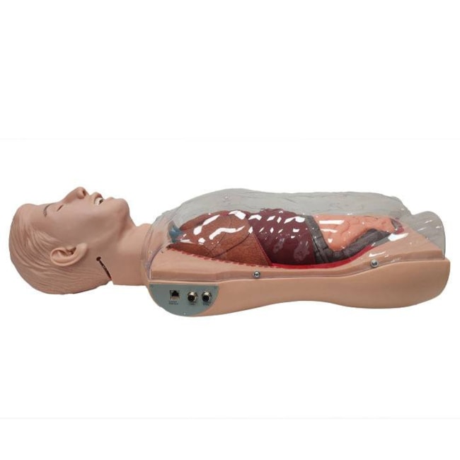 Simulador Torso Transparente para Treinamento de Sondagem Nasogástrica-33b2d385-be08-4960-9323-f8f29a7347f9
