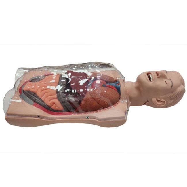 Simulador Torso Transparente para Treinamento de Sondagem Nasogástrica-68b90cb0-8cb6-4538-a72f-d897df0f5226