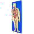 Sistema Circulatório em Placa-1ebf1788-168e-4ab5-b629-d53c5f42c001