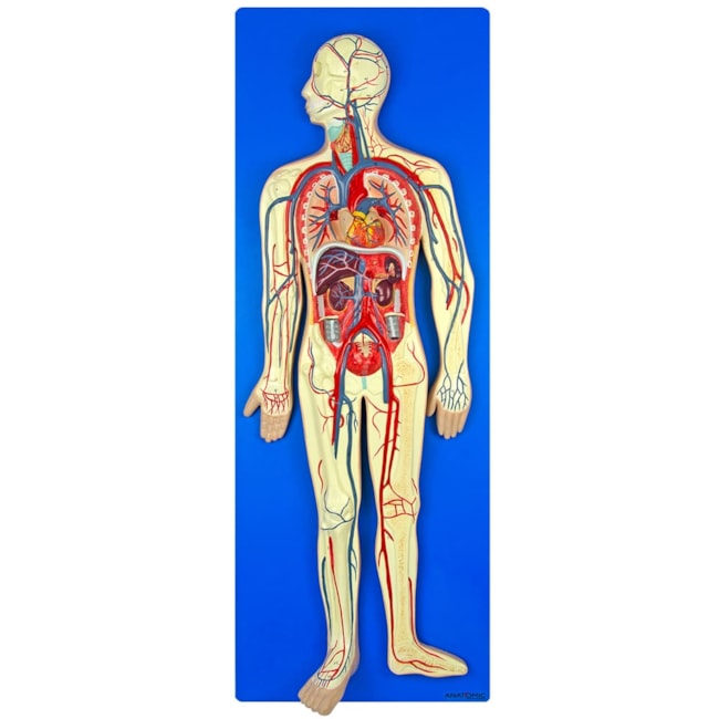 Sistema Circulatório em Placa-034a1b27-182a-44a8-b44a-7390a9e4c8ed
