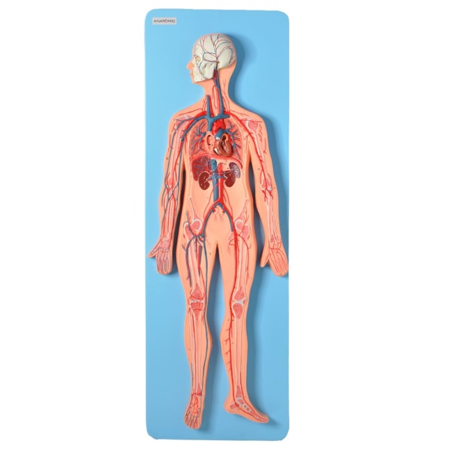 Sistema Circulatório Luxo-d81ffa0f-4c8c-4f6b-b199-442705d7826b