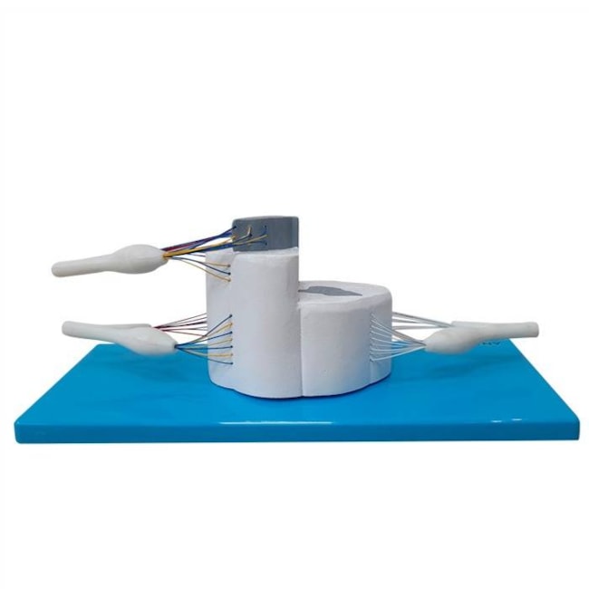 Sistema da Medula Espinhal Ampliado-b73bfd7b-0640-40cf-accd-b3f69a6f68e7