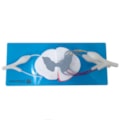 Sistema da Medula Espinhal Ampliado-f8ae8c69-165d-4e8c-b791-59790288bfe3