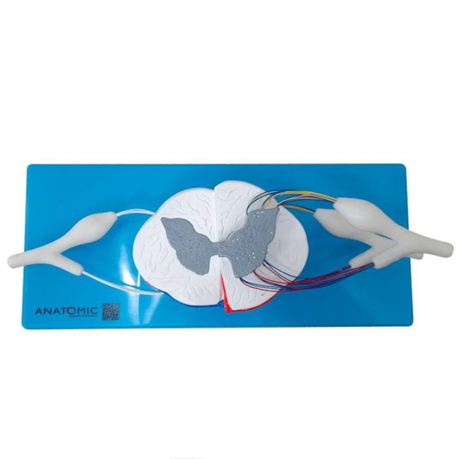 Sistema da Medula Espinhal Ampliado-e11a6c63-ca7d-4608-908c-d5a1f05a88a7