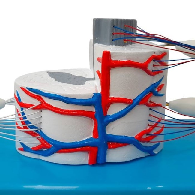 Sistema da Medula Espinhal Ampliado-c5f4c99a-d480-40ff-bfad-f34fa343e93c