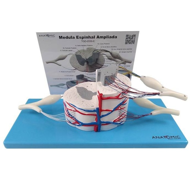 Sistema da Medula Espinhal Ampliado-63fe35cf-f26a-429c-9885-051ad80c7eae