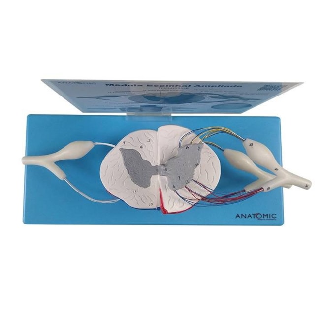 Sistema da Medula Espinhal Ampliado-e4f60c90-184b-431d-ac71-9715279057ee