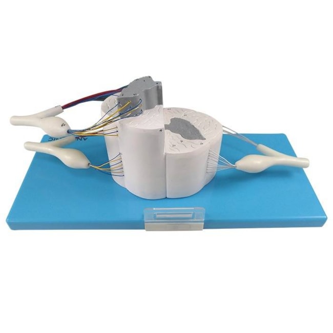 Sistema da Medula Espinhal Ampliado-6d688262-9630-4ef6-8669-9720a6f72423