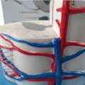 Sistema da Medula Espinhal Ampliado-839b2a4a-f330-4432-9aad-70002afb5ff1
