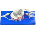 Sistema da Medula Espinhal Ampliado-72aa566a-f0e0-4daa-a805-273a69483416