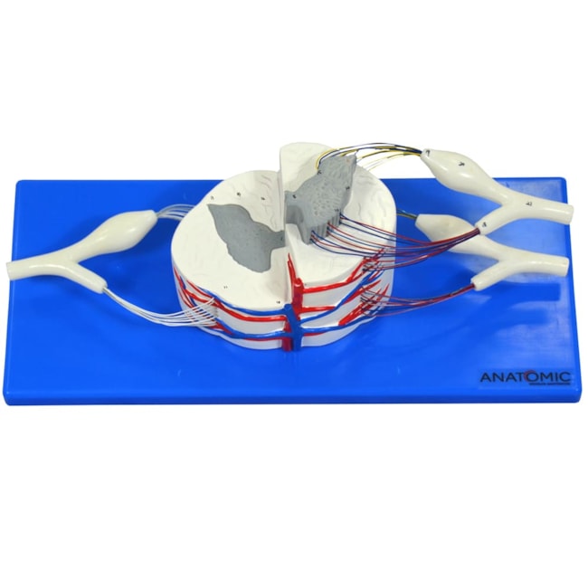 Sistema da Medula Espinhal Ampliado-3fffc24b-e417-469f-8d5b-0a52318a4eec