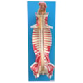 Sistema de Medula Espinhal Em Seu Canal-e34a067b-5ffc-4b82-bf85-dc9e1877780f