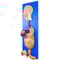 Sistema Digestório em Placa-5f78a15a-bbd2-46e1-9b07-4dcc140a4fd3