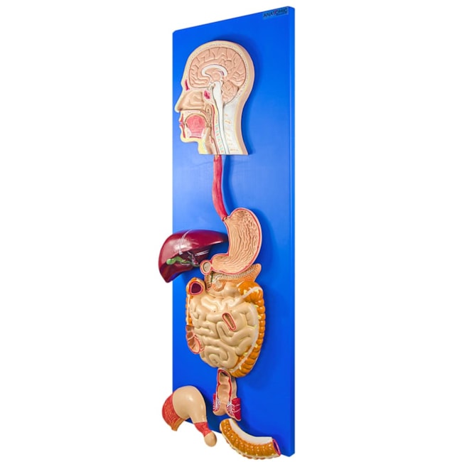 Sistema Digestório em Placa-1cb26d44-55c4-4638-bf58-da78d1944676