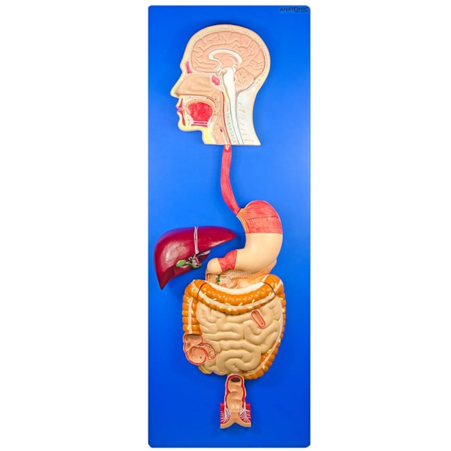 Sistema Digestório em Placa-b497ef55-a6cf-4ab8-8b21-8770cb9b22ba