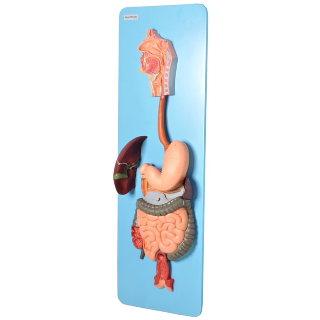 Sistema Digestório Luxo 3 partes-0a08ec2b-6132-452b-849c-2c3a90d71667