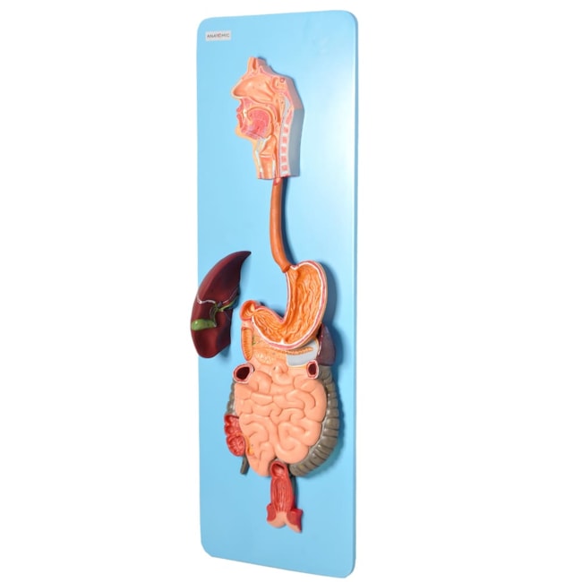 Sistema Digestório Luxo 3 partes-75205b3a-aa18-467d-a36a-d2632cd7ab4a