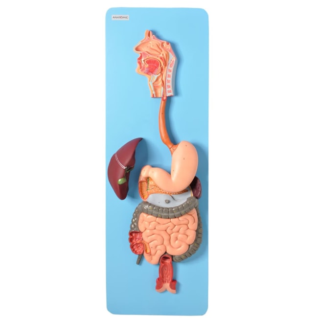 Sistema Digestório Luxo 3 partes-b3d404ee-2cdd-4529-86d4-1ea0351aacbd