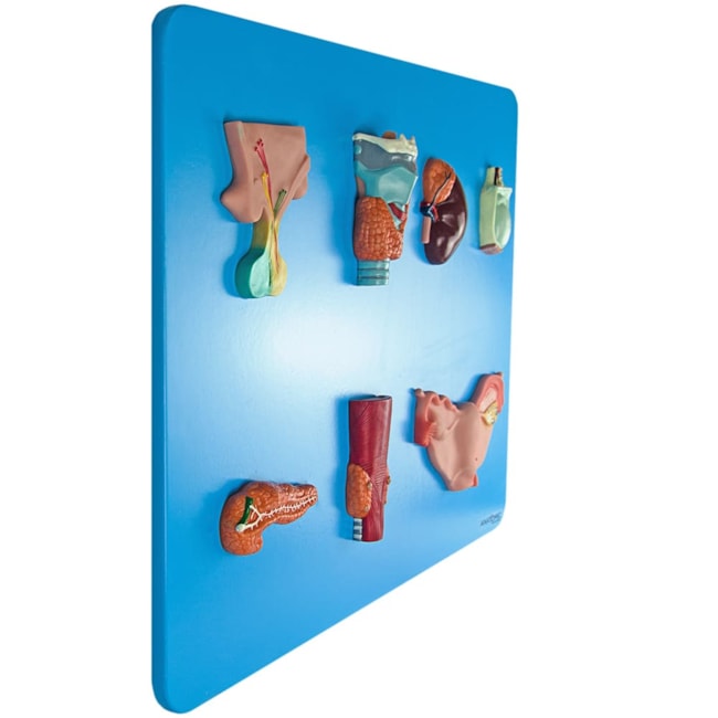 Sistema Endócrino-e313ff6e-5327-4391-a66a-4078456447f3