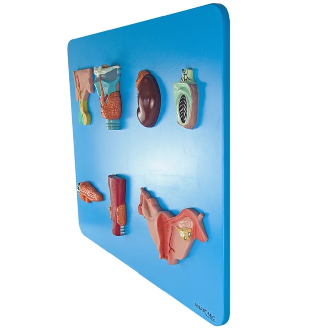 Sistema Endócrino-fe09bd64-bb24-44fb-bd03-6533a4953fc0