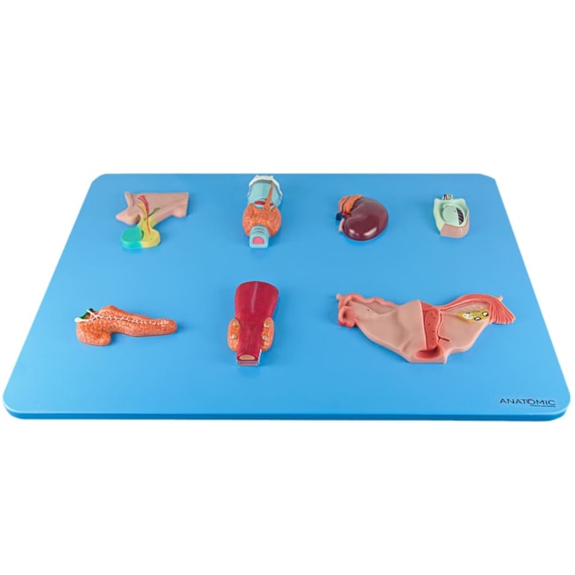 Sistema Endócrino-ea8efd39-7231-434d-8917-6e2feea5e7bf