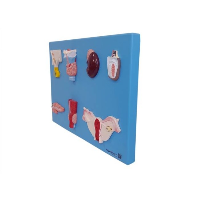 Sistema Endócrino-103f4a6d-47ee-4ce4-ad8c-dfb065689c36