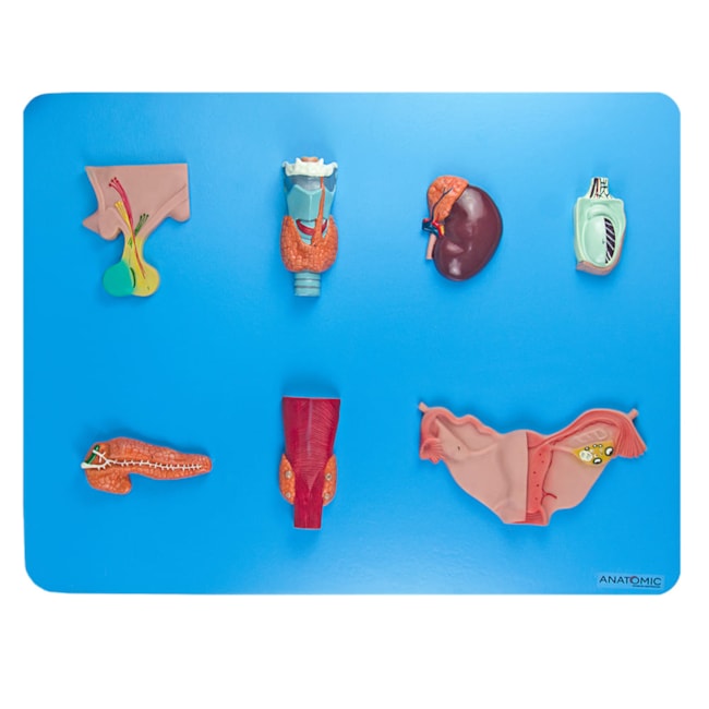 Sistema Endócrino-c10923d7-153e-4966-9f27-8d6c09fe5700