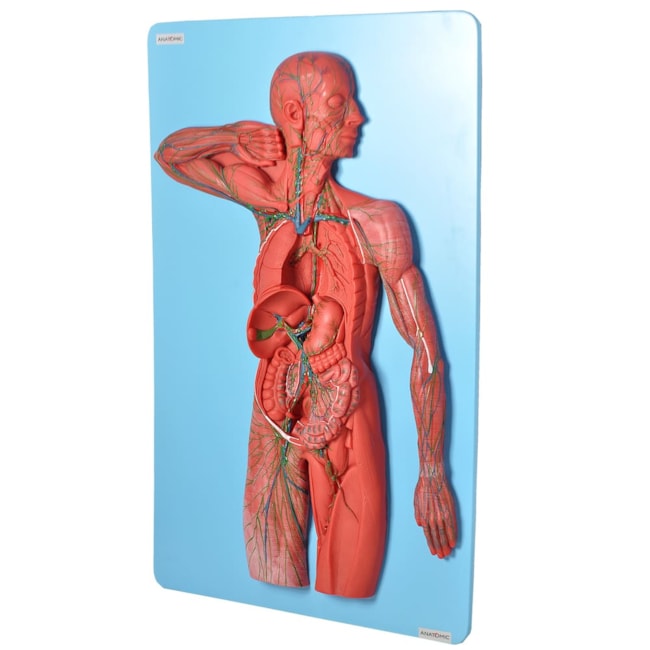 Sistema Linfático-1780b02c-eeb8-41a9-b465-6996989b4095