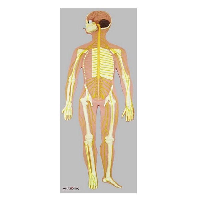 Sistema Nervoso em Placa-9fac7b1f-af61-4d63-9e88-37beaa7f191f