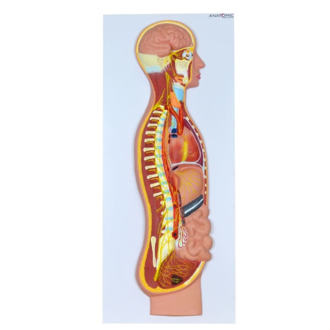 Sistema Nervoso Simpático em Placa-c3b02a5a-90cb-4938-8e50-ecf666306b47