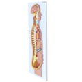 Sistema Nervoso Simpático em Placa-08e94863-21c9-4109-a6ef-e02d303ea6de