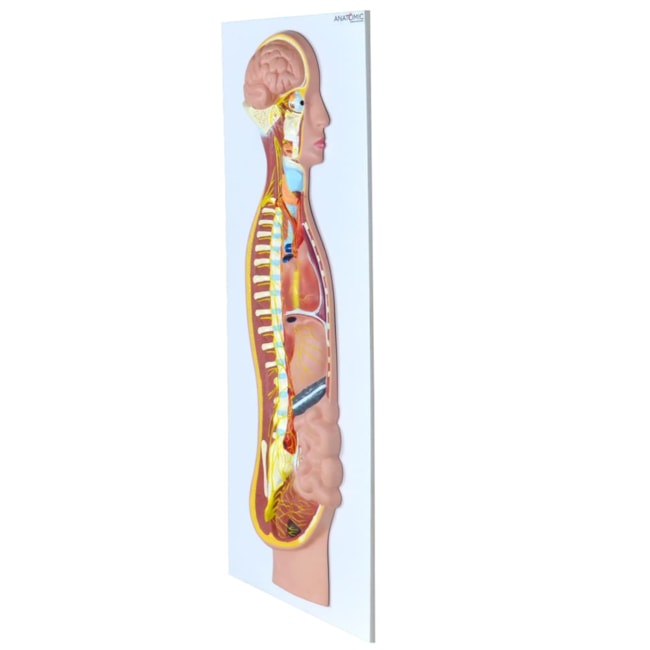 Sistema Nervoso Simpático em Placa-d61a3ed3-4dee-4d8f-ac7e-8106dcf725d4