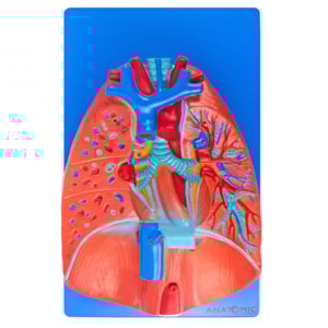 Sistema Respiratório e Cardiovascular 7 Partes